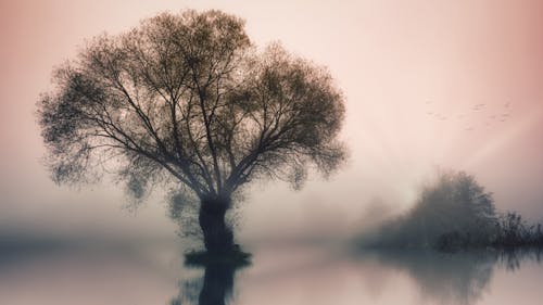 Tree on the Lake