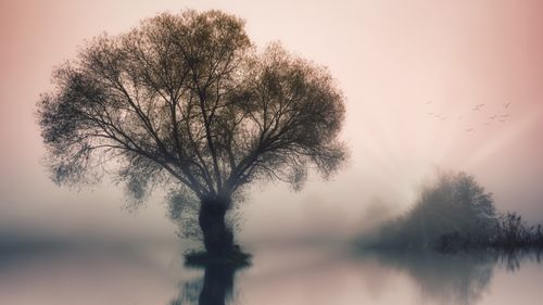 Free A tranquil scene of a lone tree by a misty lake at sunrise, creating a peaceful atmosphere. Stock Photo