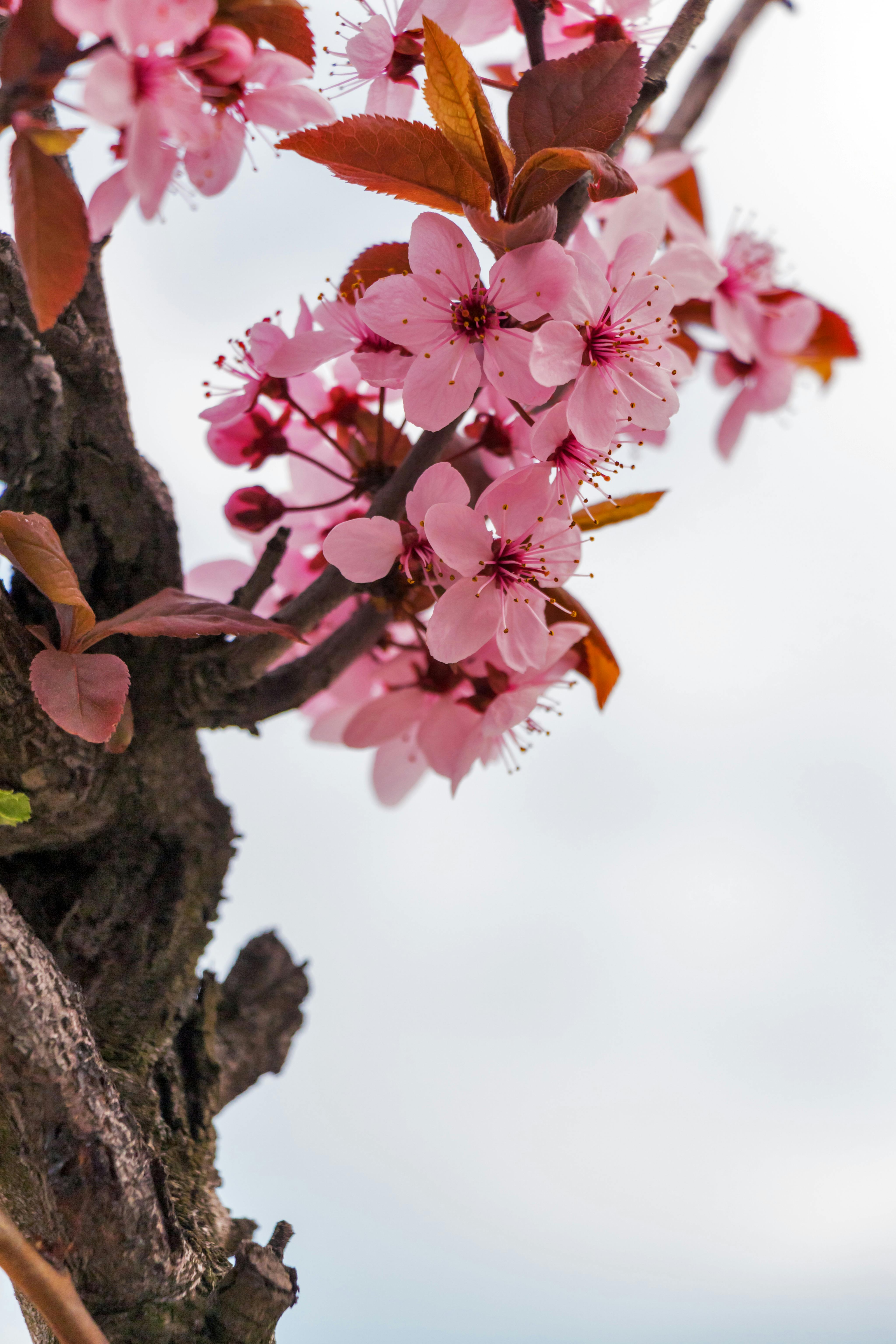 Cherry Blossom Anime Aesthetic Wallpapers  Wallpaper Cave