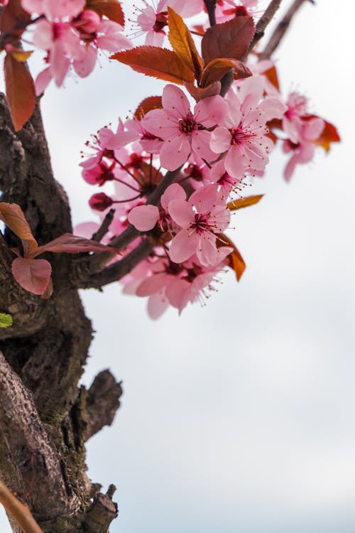 無料 閉じた写真のピンクの花びらの花 写真素材