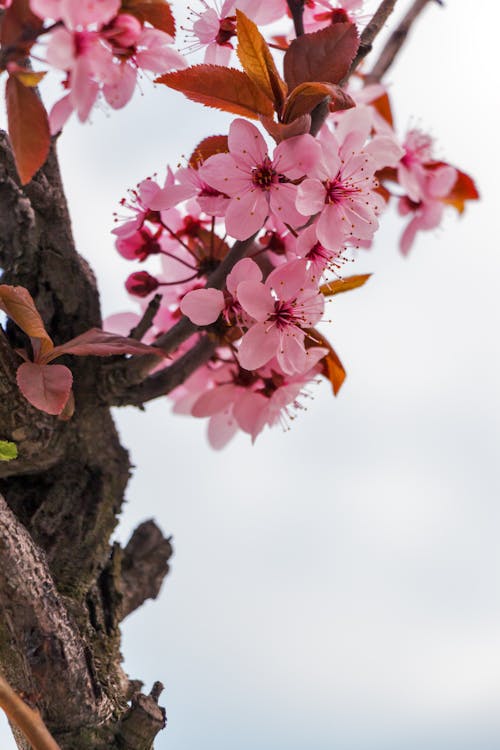 Flor De Pétala Rosa Em Fotografia Fechada