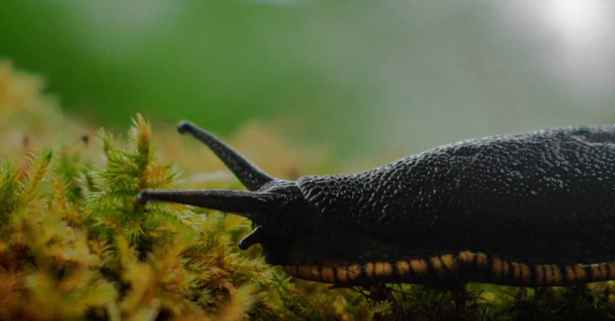 Slug Features Close-Up Shot of a Slug · Free Stock Photo
