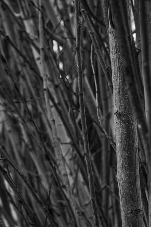 Grayscale Photo of Tree Trunks