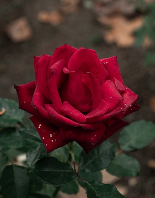 꽃 사진, 붉은 장미, 수직 쐈어의 무료 스톡 사진
