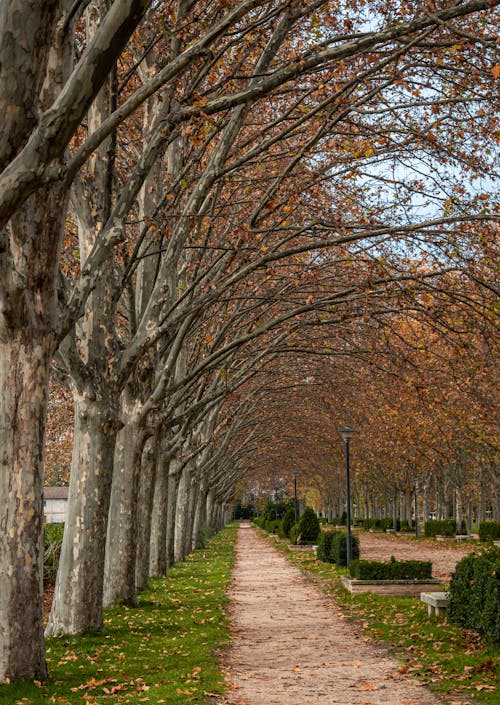  Brown Trees in the Sidewalk