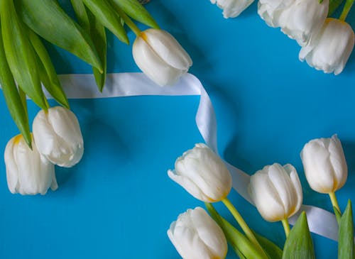 Top view of gentle white tulips with green leaves arranged on blue table with satin ribbon