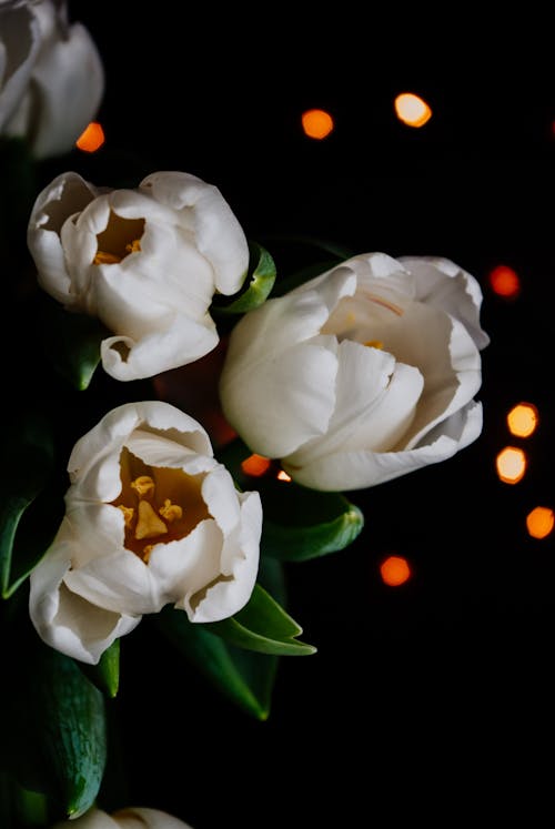 Bouquet of white tulips against night sky