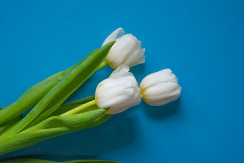 Free Fresh white tulips arranged on blue background Stock Photo