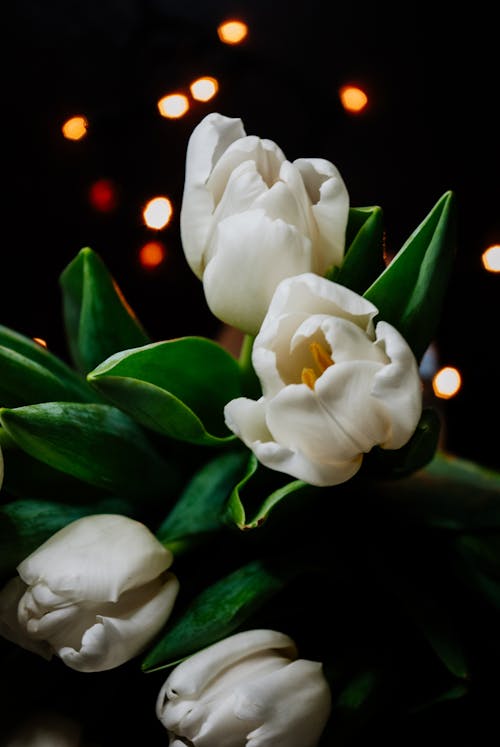 Bunch of tied fresh white tulips placed on table against night sky in illuminated street