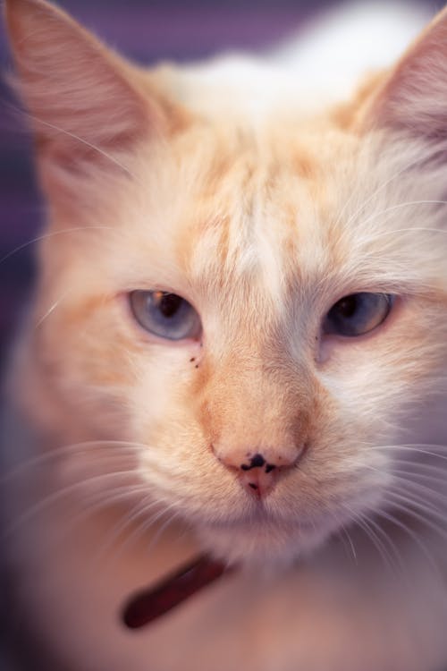 bezplatná Základová fotografie zdarma na téma bílá kočka, detail, domácí mazlíček Základová fotografie