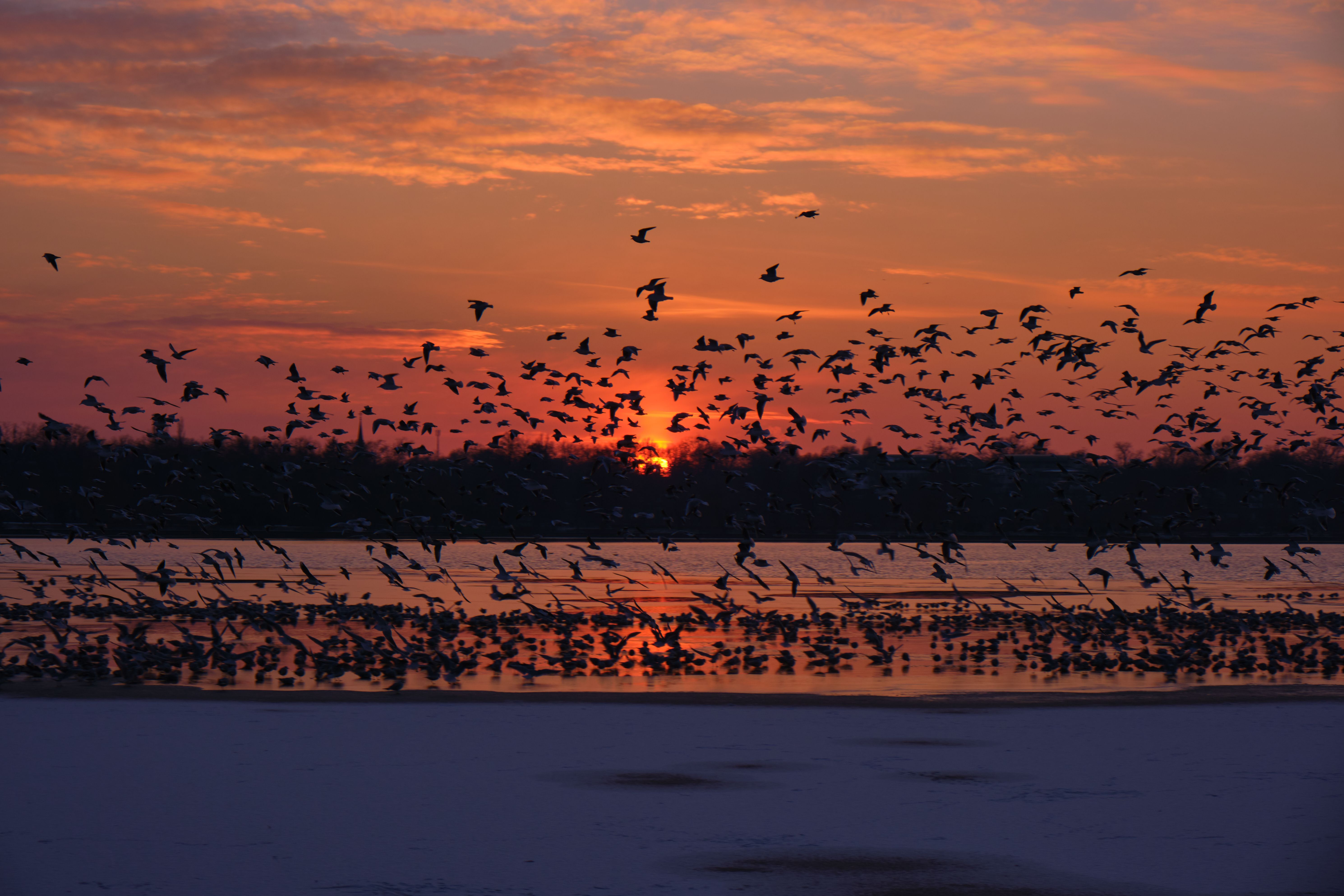 Flock of Birds Flying Over the Sea During Sunset · Free Stock Photo