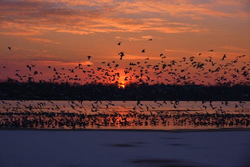 Free Flock of Birds Flying Over the Sea During Sunset Stock Photo