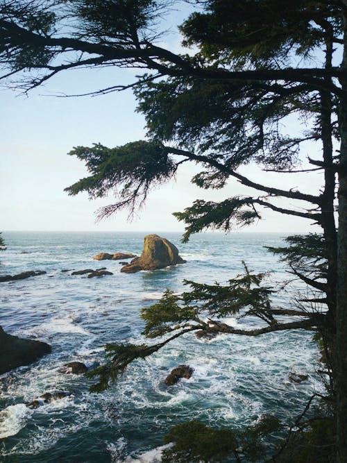 бесплатная Бесплатное стоковое фото с вода, волны, дерево Стоковое фото