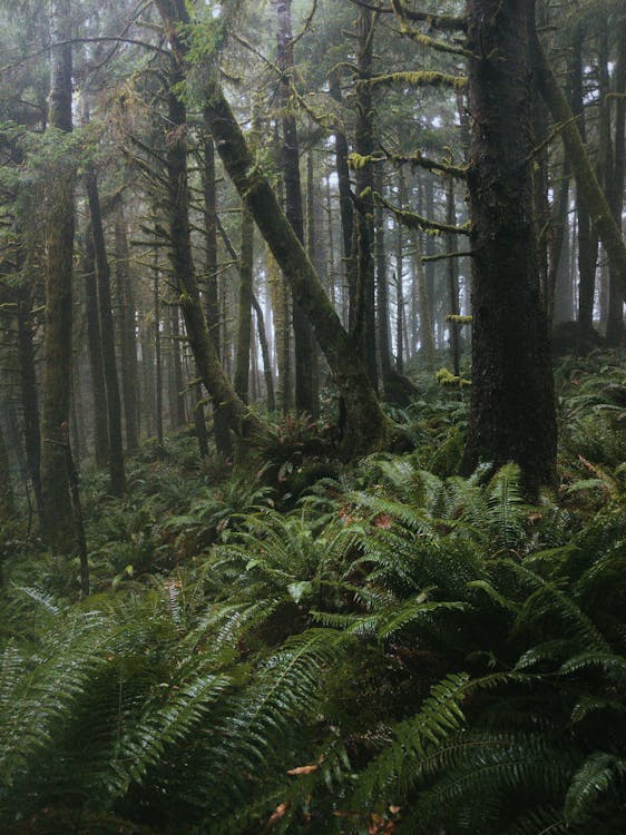 Kostnadsfri bild av dimmig, djungel, djungelbakgrund