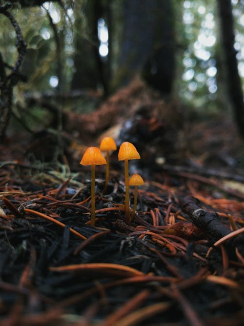 Free 
A Close-Up Shot of Mushrooms Stock Photo