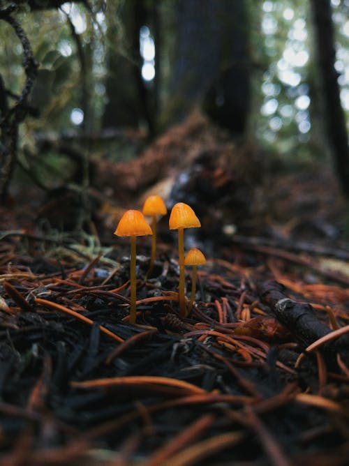 
A Close-Up Shot of Mushrooms