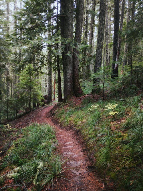 Foto stok gratis hutan, konifer, mendaki