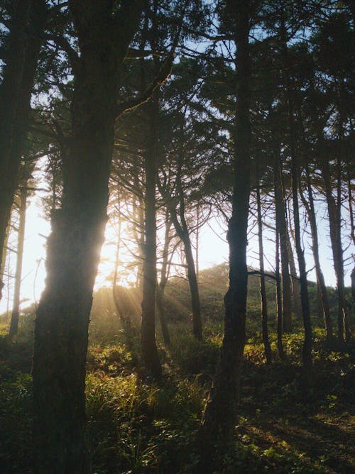 Бесплатное стоковое фото с восход, деревья, лес