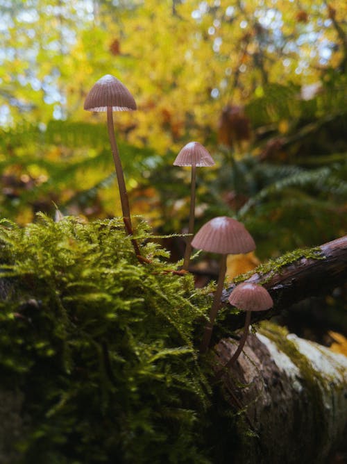 Close-Up Photo of Mushrooms Near Green Moss