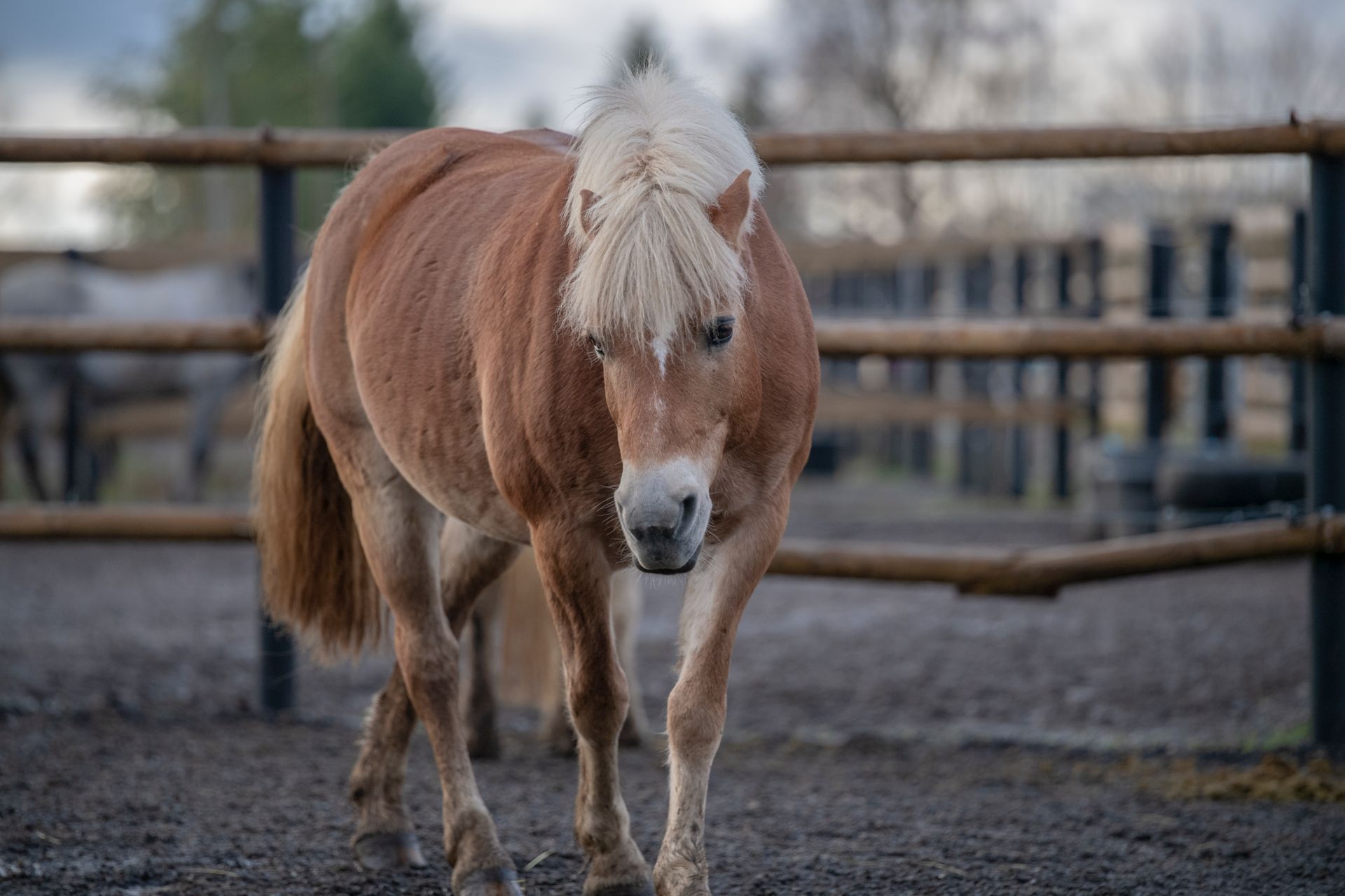 Photo of a Brown and White Horse