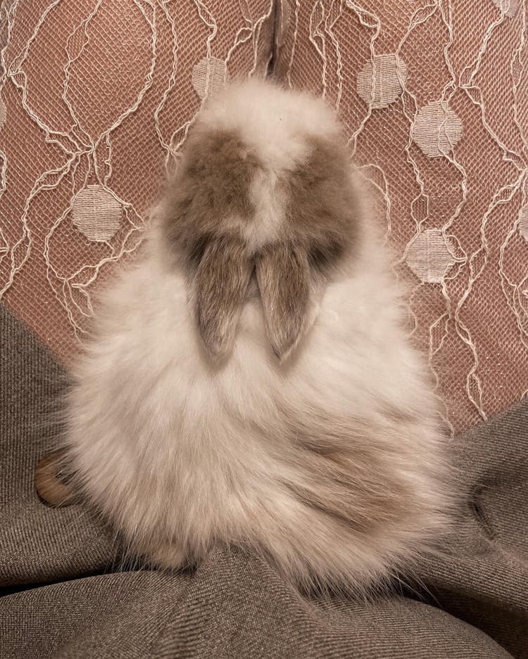 Fluffy Bunny Sitting On Legs Of Crop Owner