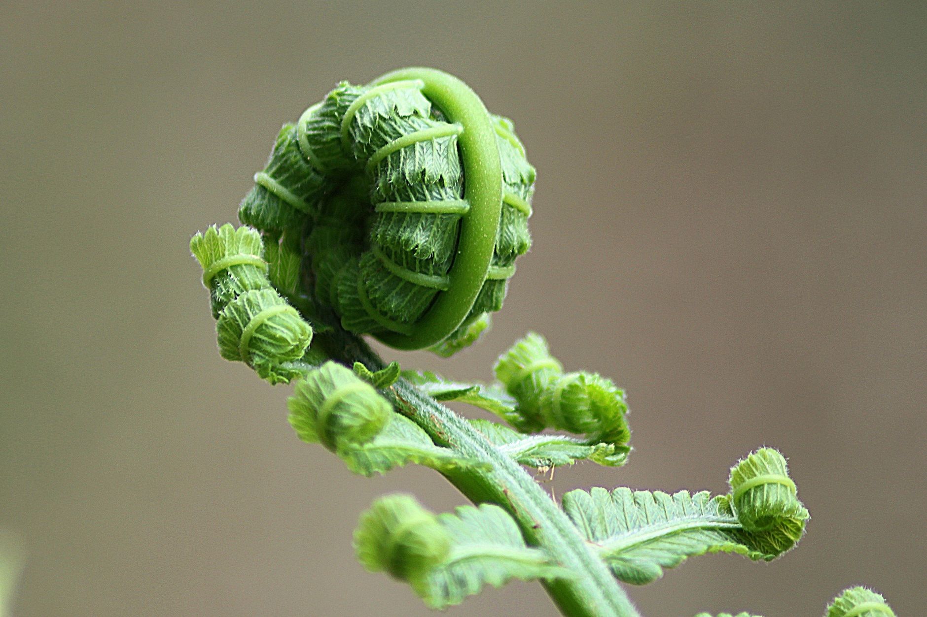 Detailed macro shot of a fern frond unfurling, showcasing lush green foliage and natural patterns.