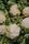 cauliflower
