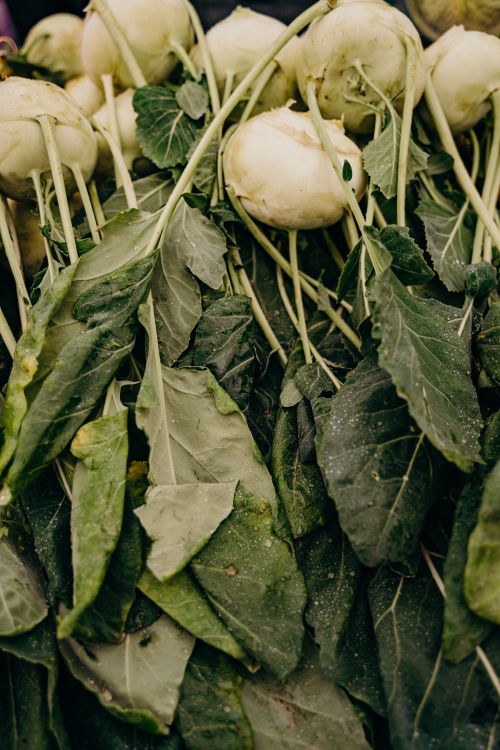Free A vibrant display of freshly harvested turnips with lush green leaves, showcasing agricultural bounty. Stock Photo