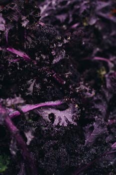 Vibrant close-up of fresh purple kale leaves, showcasing texture and color.