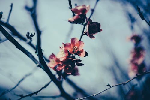 フラワーズ, 花の無料の写真素材