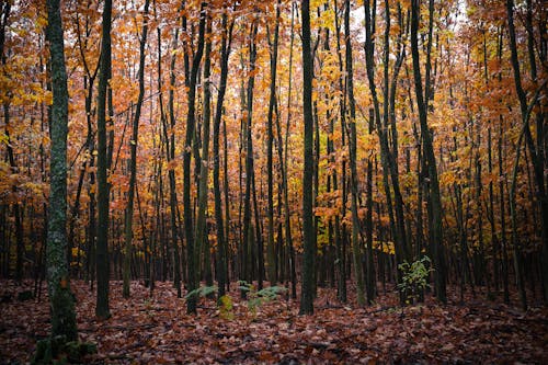 Foto d'estoc gratuïta de arbres, bosc, boscos