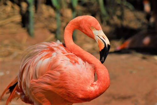 Imagine de stoc gratuită din a închide, animal, flamingo