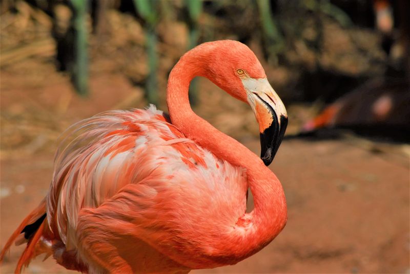 Flamingo close up