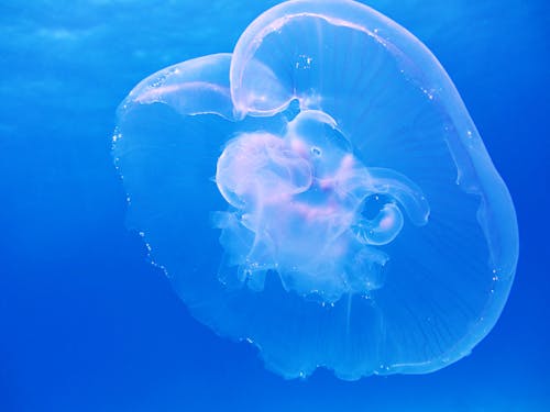 Free Clear Jellyfish Stock Photo