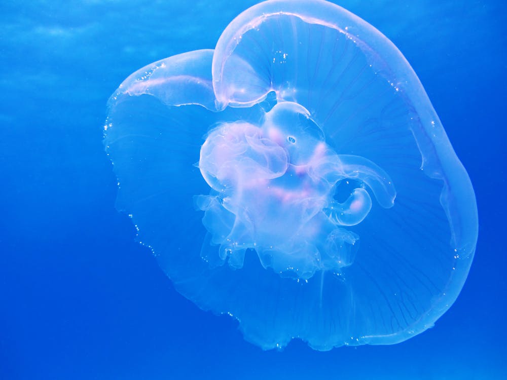 бесплатная Очистить медузу Стоковое фото