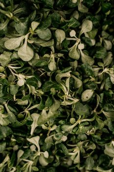 Lamb's Lettuce — Mâche