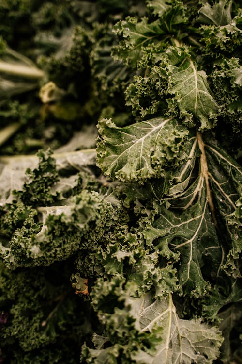 Green Kale Leaves in Close-Up Photography