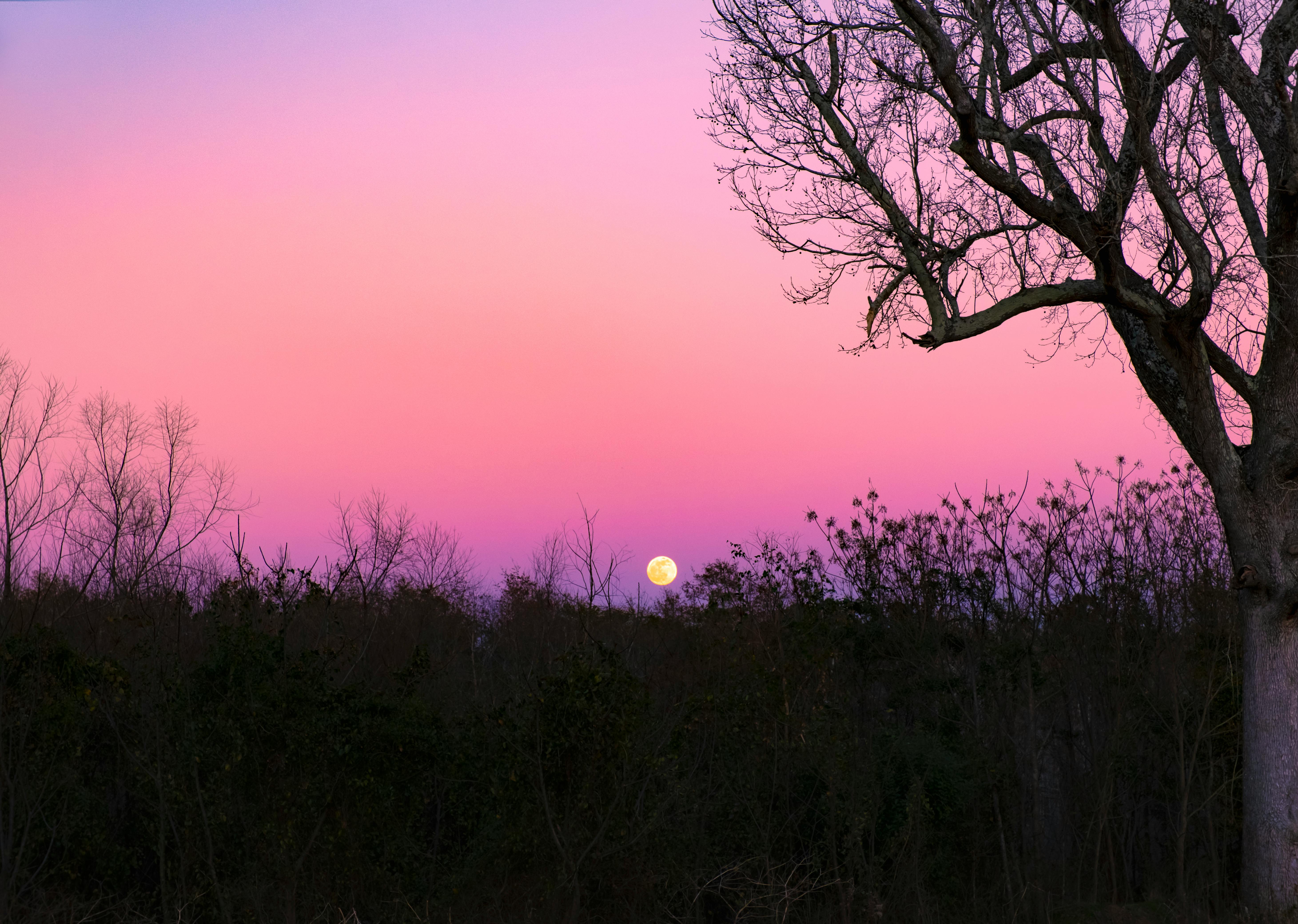 Stunning sunset with vibrant colors over a silhouetted forest and tree in Georgia, USA.