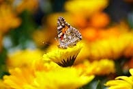 日光下，一只蝴蝶栖息在充满活力的黄色花朵上，特写镜头展现了大自然的美丽