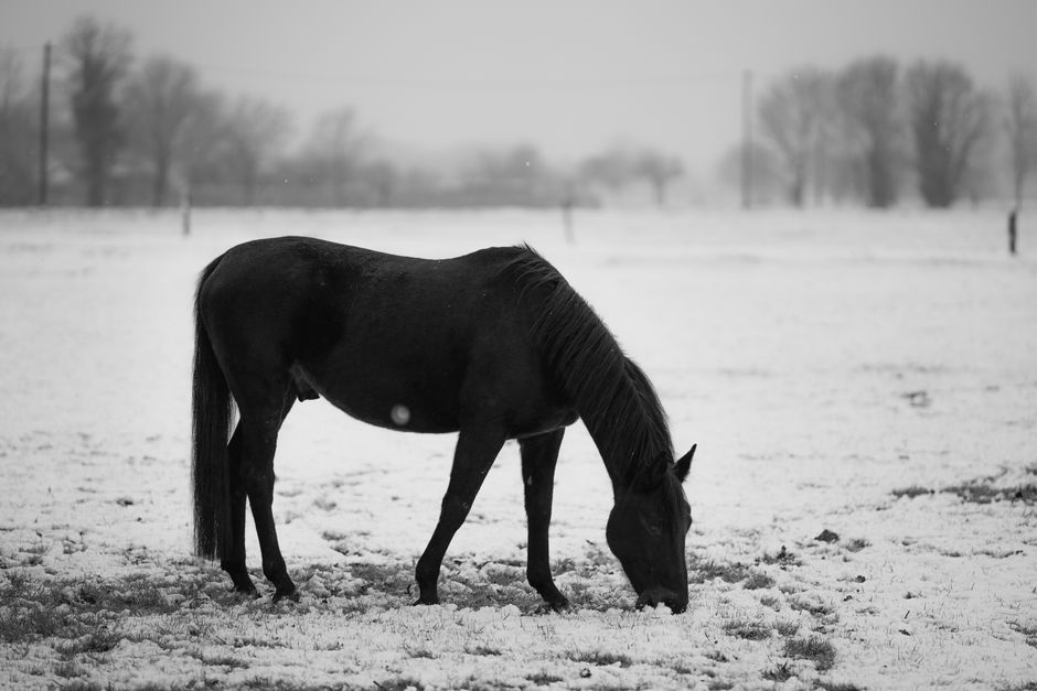 Side view of black stallion feeding on snowy grassland in countryside against bare trees in winter
