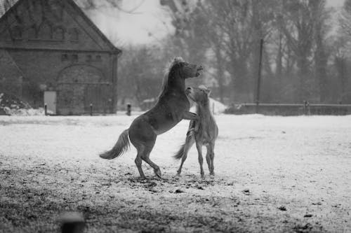 Black and white of playful horses on snowy ground against bare trees in winter countryside