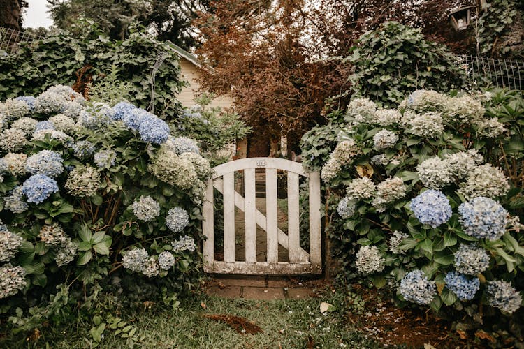 Fence Wicket Gate Amidst Abundant Hortensia Flowers