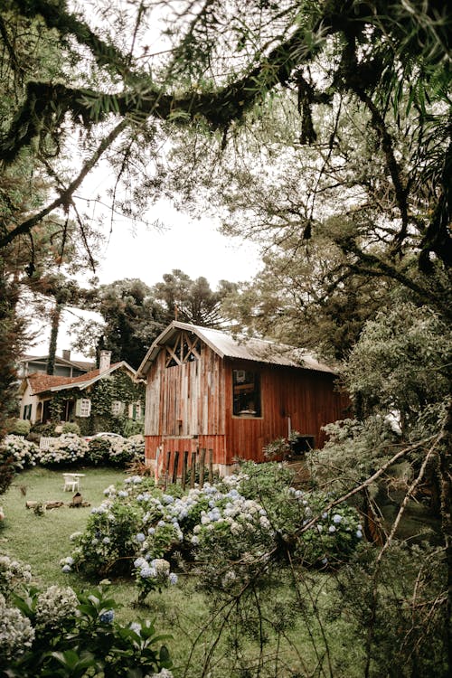 Rural backyard with weathered wooden shack surrounded by lush greenery