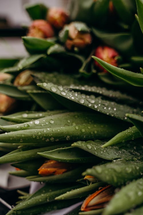 Green Leaves With Water Droplets