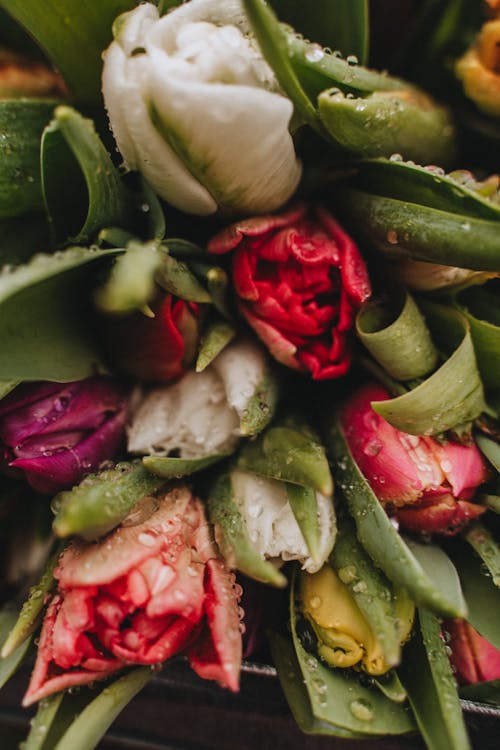 Gratis arkivbilde med blomster, blomstre, dugg