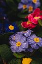 A Close-Up Shot of Wet Flowers