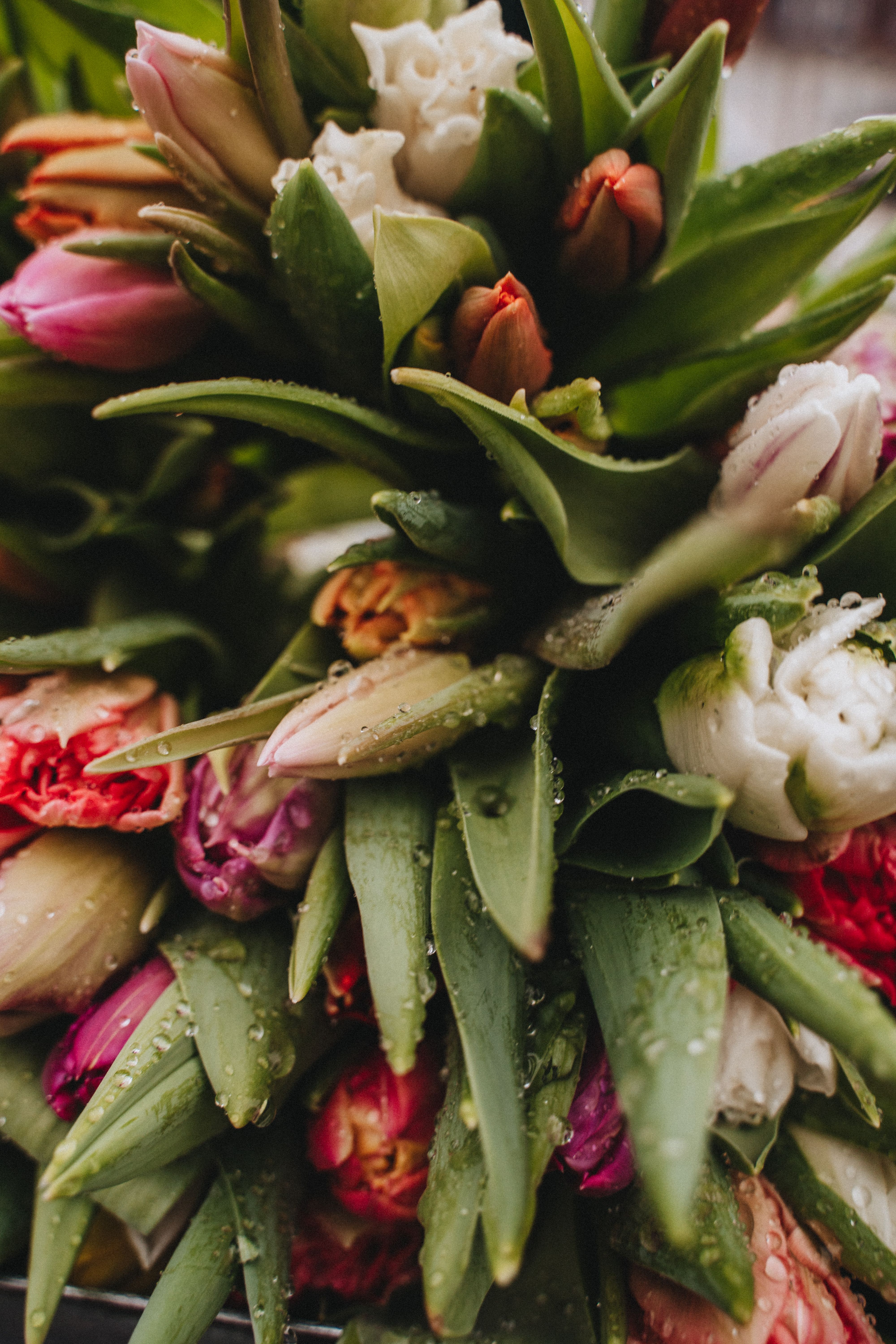 Close-up of a vibrant tulip bouquet with dewdrops, showcasing fresh colors and textures in Erfurt.