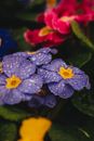 A Close-Up Shot of Wet Flowers