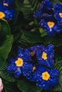 A Close-Up Shot of Wet Flowers