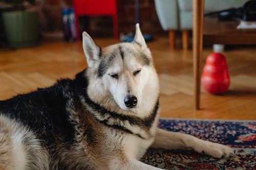 Δωρεάν στοκ φωτογραφιών με husky, γκρο πλαν, ζώο